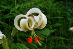 World's rarest flower grows in northern Iran