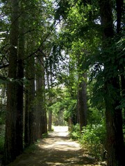 historical garden of Falahat