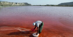 Lipar Wetland: pink treasure of southeastern Iran