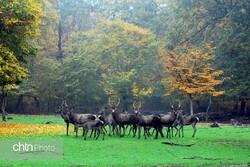 Golestan National Park