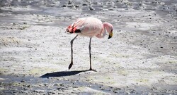 High salinity of Lake Urmia reduces flamingo population
