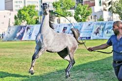 Ardabil hosts Arabian horse beauty contest
