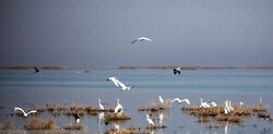 Wetlands’ volume detected for first time nationwide