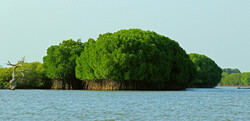 Mangrove forests: a miracle of nature