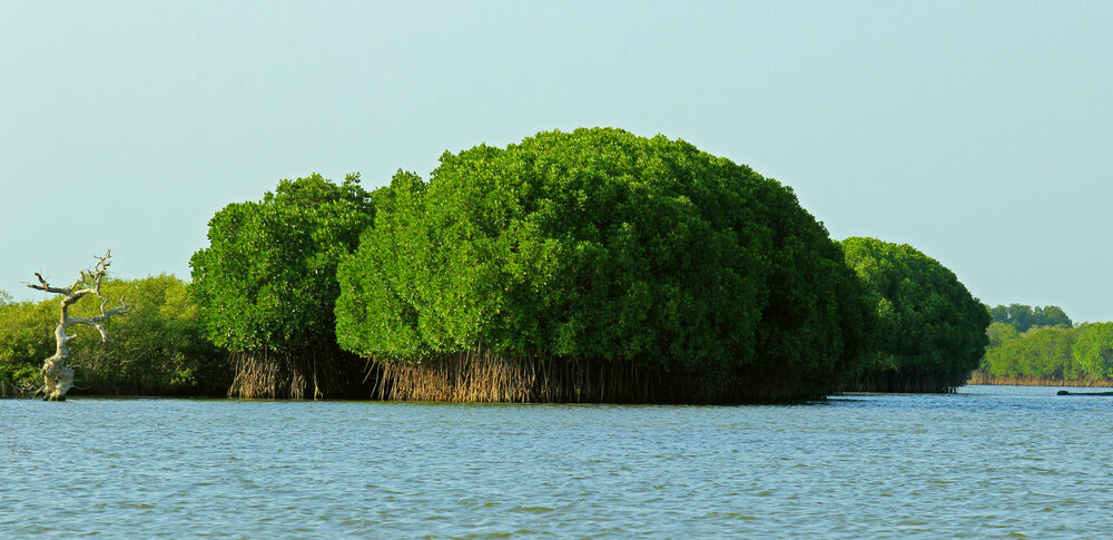iran mangroves