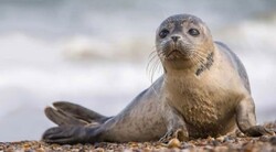 Caspian seals awaiting protection plan to survive extinction 