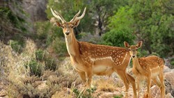 Persian deer species breeding in East Azarbaijan