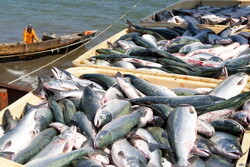 Fishery export