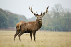Habitat destruction, illegal hunting threat Persian red deer