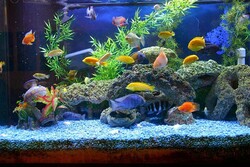 Ornamental fishes