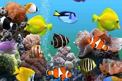 Ornamental fishes export