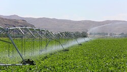 irrigation