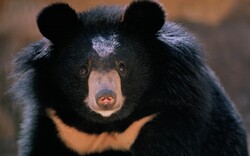 Let's protect precious Baluchi black bear