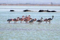 Lake Urmia restoration prescribed for Bakhtegan Wetland