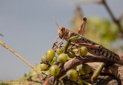 Fighting locust in 80,000 hectares of farms underway