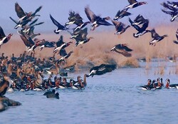 Mazandaran wetlands hosting first flocks of migratory birds