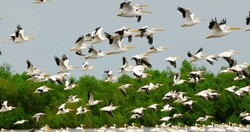 Myriads of migratory birds flying over Gilan province