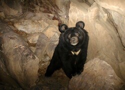 Prolonged drought may increase Asiatic black bear-human encounters in Iran