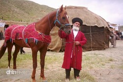 Purebred Turkmen horses