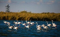 Thousands of migratory birds wintering in Mighan wetland