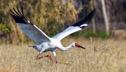 Last Siberian crane embarks on his journey to Iran