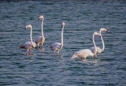Gonbad-e Kavous wetlands hosting myriads of migratory birds