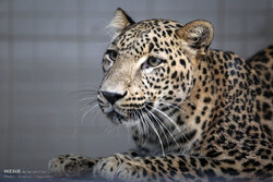 Persian leopard project wins top rank in intl. competition