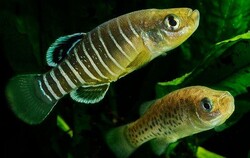 Rare zebrafish in danger of extinction