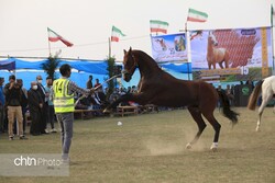Festival admires ‘beauty’ of Turkmen horses