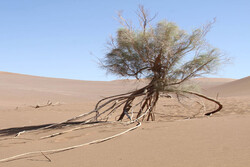 Desertification intensifies: will management policies be revised?