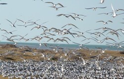 Southern Iran to host migratory birds in winter