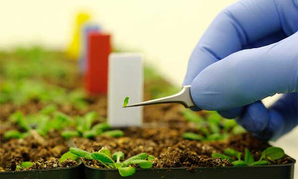 Нанотехнології в біології: сільське господарство|Photo: tehrantimes.com