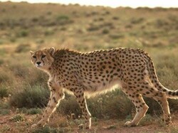 Breeding in the wild: DOE plans to protect Asiatic cheetah