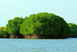 Less freshwater inflow into Persian Gulf threats mangrove forests