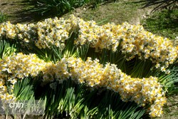 daffodils festival
