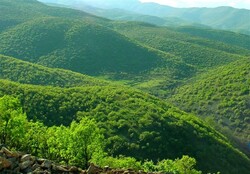 Zagros forests to be rejuvenated