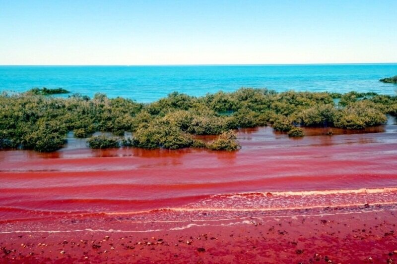 algal bloom red tide algae