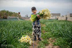 Odor of life: Daffodil harvest offers jobs, opportunities in southern county