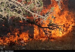 Wildfire in natural resources decreases by 49%