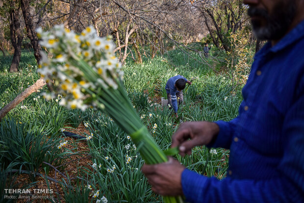 Odor of life: Daffodil harvest offers jobs, opportunities in southern county