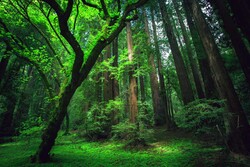 “Breathing plan”: a savior to old trees, endangered forests