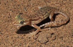 5 new species of reptiles identified in Iran
