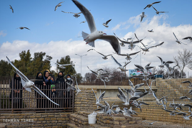 Shiraz Khoshk River hosts flocks of gulls