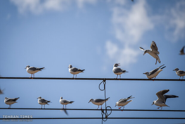 Shiraz Khoshk River hosts flocks of gulls