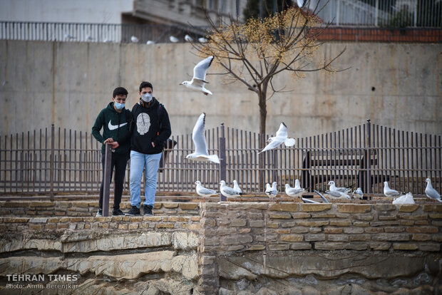 Shiraz Khoshk River hosts flocks of gulls