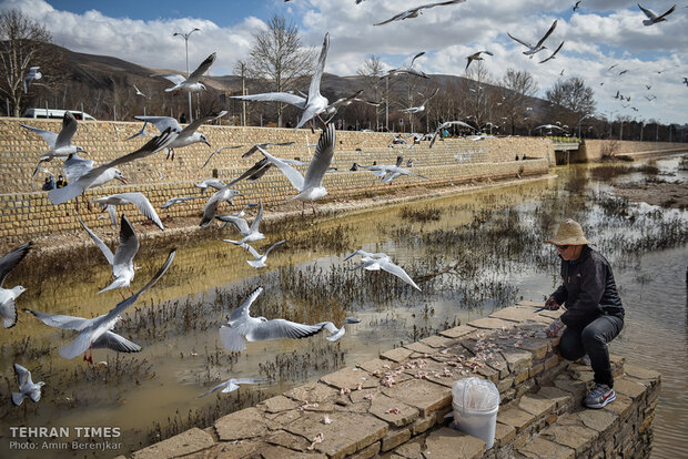 Shiraz Khoshk River hosts flocks of gulls