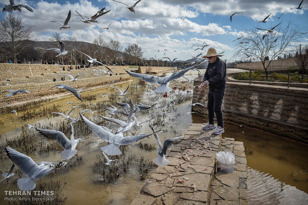 Shiraz Khoshk River hosts flocks of gulls