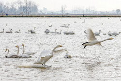 Migratory geese wintering at Sorkhrud wetland 