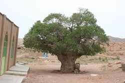 Centuries-old tree