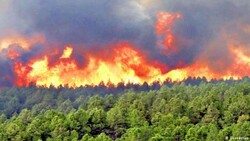 Increased precipitation raises wildfire risk